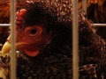 poule